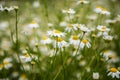 Beautiful white daisies blooming in the grass. Summer scenery in garden and park. Royalty Free Stock Photo