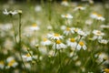 Beautiful white daisies blooming in the grass. Summer scenery in garden and park. Royalty Free Stock Photo