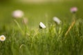 Beautiful white daisies blooming in the grass. Summer scenery in garden and park. Royalty Free Stock Photo