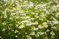 Beautiful white daisies blooming in the grass. Summer scenery in garden and park. Royalty Free Stock Photo