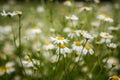 Beautiful white daisies blooming in the grass. Summer scenery in garden and park. Royalty Free Stock Photo