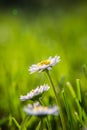 Beautiful white daisies blooming in the grass. Summer scenery in garden and park. Royalty Free Stock Photo