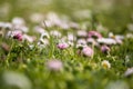 Beautiful white daisies blooming in the grass. Summer scenery in garden and park. Royalty Free Stock Photo