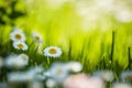 Beautiful white daisies blooming in the grass. Summer scenery in garden and park. Royalty Free Stock Photo