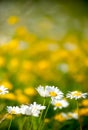 Beautiful White Daisies in a Field of Flowers