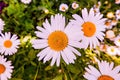 beautiful white daisies on a sunny day against a background of green grass Royalty Free Stock Photo