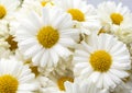 Beautiful white daisy Royalty Free Stock Photo