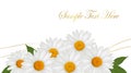 Beautiful white daisy background. Royalty Free Stock Photo