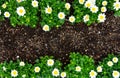 Beautiful white daisy or chamomile flowers blooming at the border of black soil, copy space, spring concept Royalty Free Stock Photo