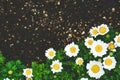 Beautiful white daisy or chamomile flowers blooming at the border of black soil, copy space, vintage effect, spring concept Royalty Free Stock Photo