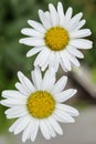 Beautiful white daisy close up. Herbal tea. Oxeye daisy or dog daisy in garden Royalty Free Stock Photo