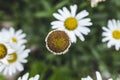 Beautiful white daisy close up. Herbal tea. Oxeye daisy or dog daisy in garden Royalty Free Stock Photo