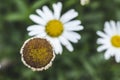 Beautiful white daisy close up, sunny day. Herbal tea. Oxeye daisy or dog daisy in a sunny summer garden, fresh natural outdoor an