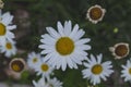 Beautiful white daisy close up. Herbal tea. Oxeye daisy or dog daisy in garden Royalty Free Stock Photo