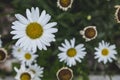 Beautiful white daisy close up. Herbal tea. Oxeye daisy or dog daisy in garden