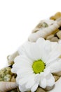 Beautiful white daisy on colorful pebble stones