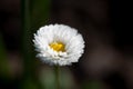 Beautiful white Daisy on a dark background Royalty Free Stock Photo