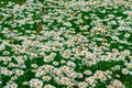 Beautiful white Daisy on field