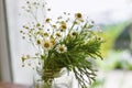 Beautiful white daisy flower blooming in jar. Royalty Free Stock Photo