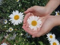 Beautiful white daisy flower blossom in young woman hands on background of green garden. Top view, high angle view. Love, care and Royalty Free Stock Photo