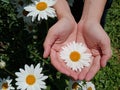 Beautiful white daisy flower blossom in young woman hands on background of green garden. Top view, high angle view. Love & care. Royalty Free Stock Photo