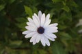 Beautiful White Daisy Flower with blured back