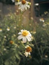 Beautiful white daisy flower in the garden.