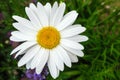 Beautiful White Daisy Flower In The Garden