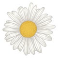 Beautiful white daisy flower isolated. Royalty Free Stock Photo