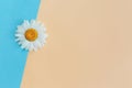 Beautiful white daisy flower on a light blue and peach pastel background. Greeting card for summer days Royalty Free Stock Photo