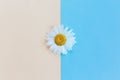 Beautiful white daisy flower on a light blue and peach pastel background. Greeting card for summer days Royalty Free Stock Photo