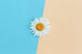 Beautiful white daisy flower on a light blue and peach pastel background. Greeting card for summer days Royalty Free Stock Photo