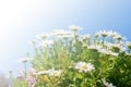 Beautiful White daisy flower with sky blue. Royalty Free Stock Photo