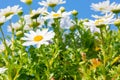 Beautiful White daisy flower with sky blue. Royalty Free Stock Photo