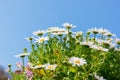 Beautiful White daisy flower with sky blue. Royalty Free Stock Photo
