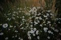 Beautiful white daisy flowers blooming in the meadow during summer sunrise. Royalty Free Stock Photo