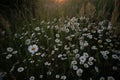 Beautiful white daisy flowers blooming in the meadow during summer sunrise. Royalty Free Stock Photo