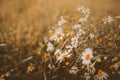 Beautiful white daisy flowers covered with dew drops blooms in a field among the grass on a summer morning Royalty Free Stock Photo