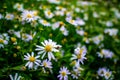 Beautiful white daisy flowers field in the garden Royalty Free Stock Photo