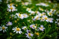 Beautiful white daisy flowers field in the garden Royalty Free Stock Photo