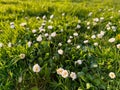 Beautiful white daisy flowers and green grass growing outdoors Royalty Free Stock Photo