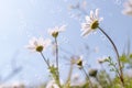 Beautiful white daisy flowers in green grass. Wild camomiles and soap bubbles flying in the air. Low angle view, close-up. Soft Royalty Free Stock Photo