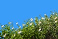 Beautiful white daisy flowers and green leaves on blue background Royalty Free Stock Photo