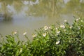 Beautiful white daisy flowers and green leaves in garden Royalty Free Stock Photo