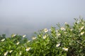 Beautiful white daisy flowers on the hill with fog background Royalty Free Stock Photo