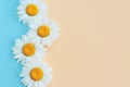 Beautiful white daisy flowers on a light blue and peach pastel background Royalty Free Stock Photo