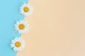 Beautiful white daisy flowers on a light blue and peach pastel background. Greeting card for summer days Royalty Free Stock Photo