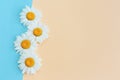 Beautiful white daisy flowers on a light blue and peach pastel background Royalty Free Stock Photo