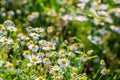 Beautiful white daisy flowers. Panoramic summer view of blooming wild flowers on meadow Royalty Free Stock Photo