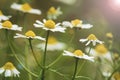 Beautiful white daisy flowers Royalty Free Stock Photo